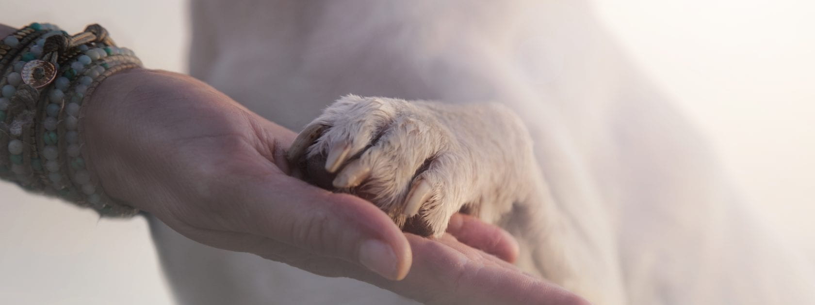 Dog putting paw on someone's hand